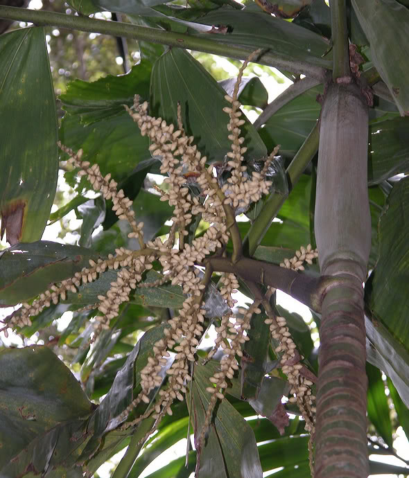 Brassiophoenix drymophloeoides is a thin trunked medium sized palm with large narrow fishtail leaves.