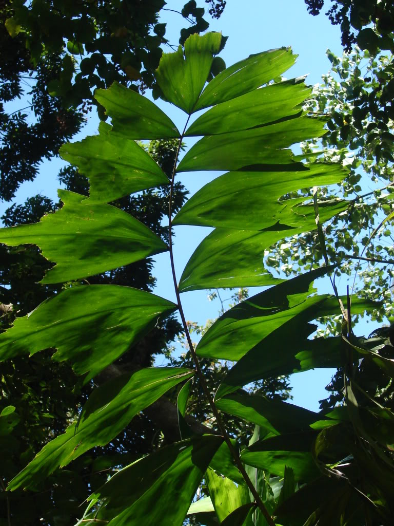 Brassiophoenix drymophloeoides has attractive, dark-green, wedge-shaped leaflets are spaced evenly on six-foot long pinnate leaves.