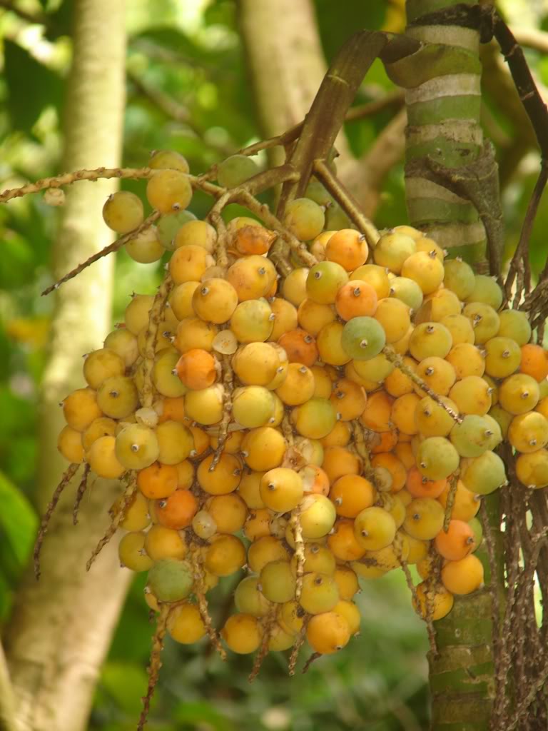 Brassiophoenix drymophloeoides is from lowland scrub rainforests of southeastern Papua New Guinea.