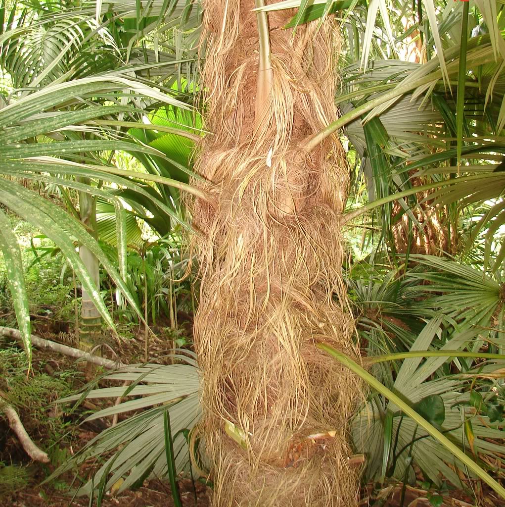 Silver Thatch Palm Fibrous Trunk Detail 
Coccothrinax argentea by 7_Heads