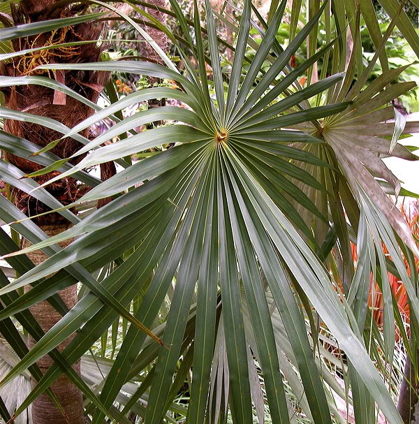 Silver Thatch Palm Leaf Detail
 Coccothrinax argentea 
image by 7_Heads