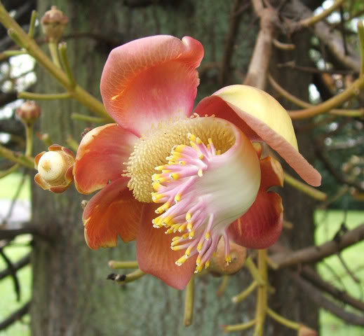 Cannon Ball Flower