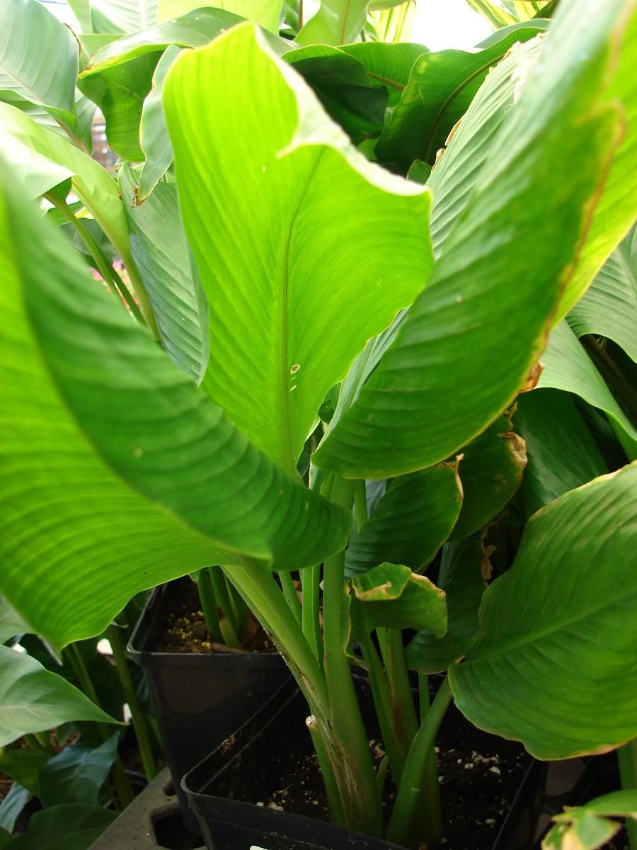 Similar Edible Ginger Plants offered for sale.
Turmeric/Curcuma Longa