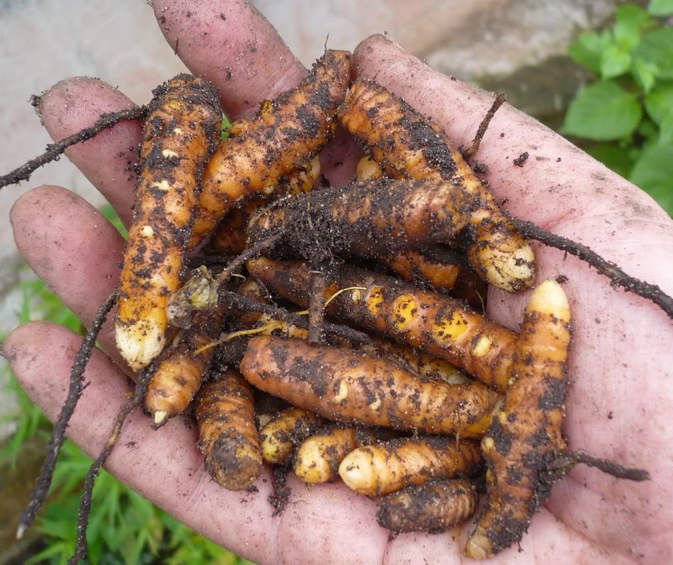Polynesian Produce Stand LIVE 3 Turmeric Rhizomes OLENA Edible 