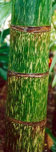 This spectacular palm Watermelon speckled Trunk Detail