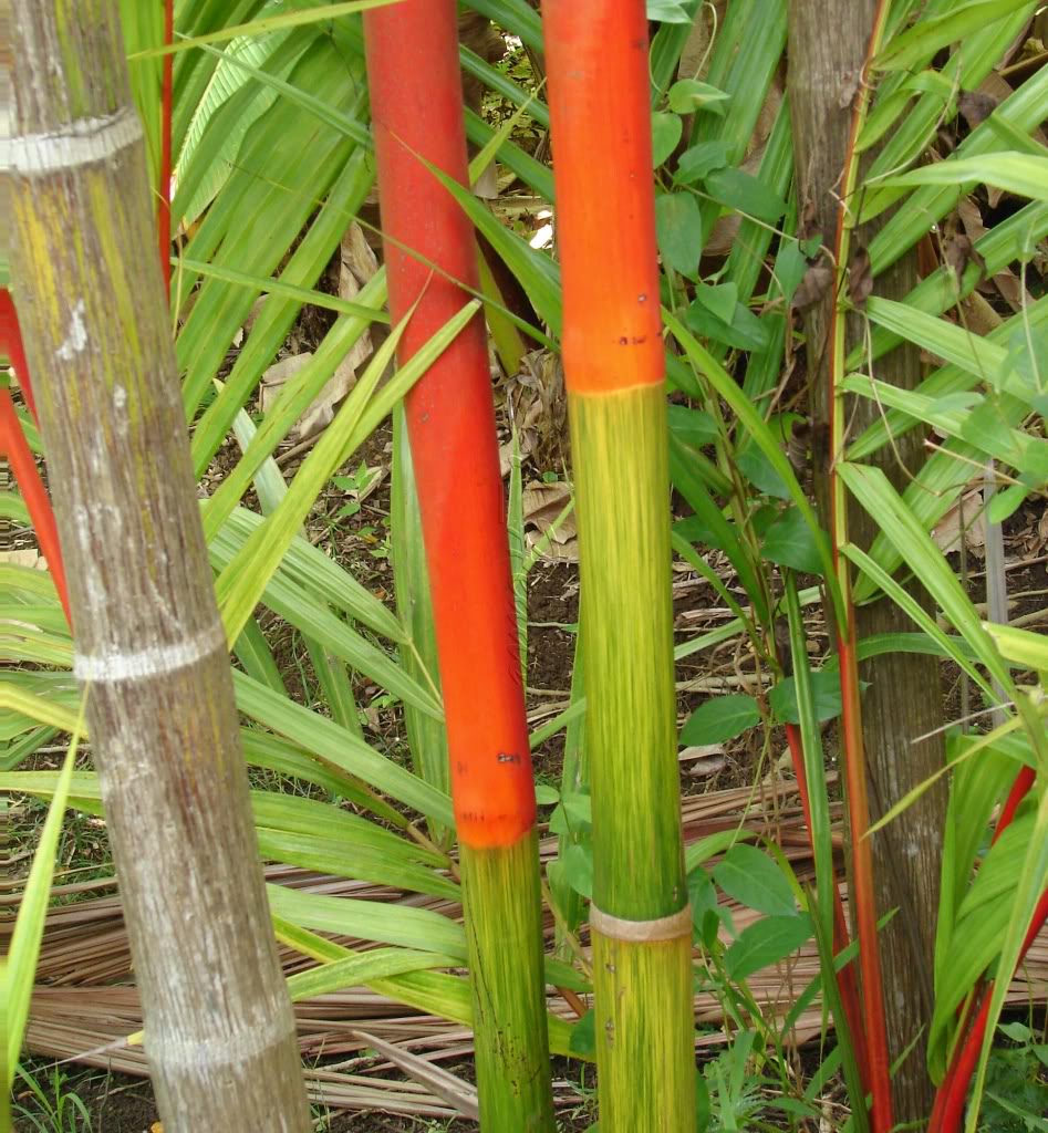 Red Sealing Wax Palm
 Cyrotstachys renda
 picture by 7_Heads