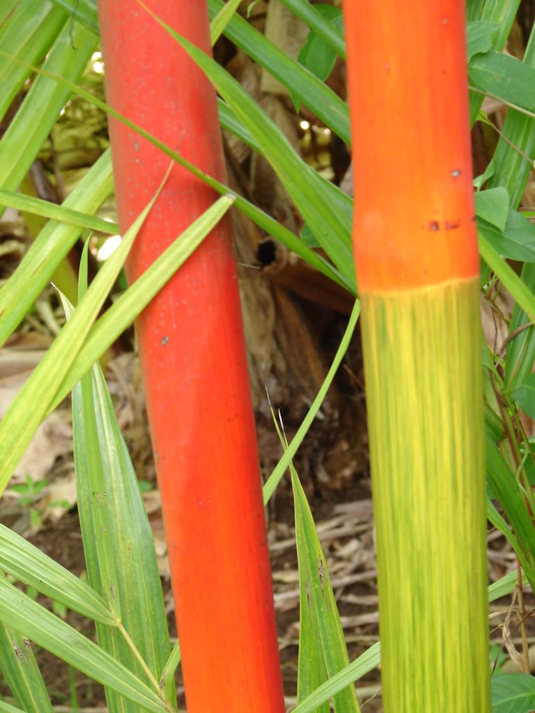 Red Sealing Wax Palm
 Cyrotstachys renda
 picture by 7_Heads