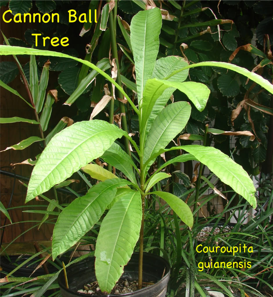 Cannon Ball Tree for sale
 picture by 7_Heads