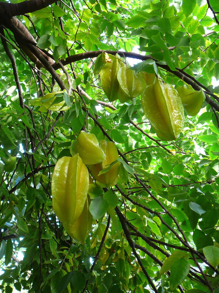 Carambola
Starfruit