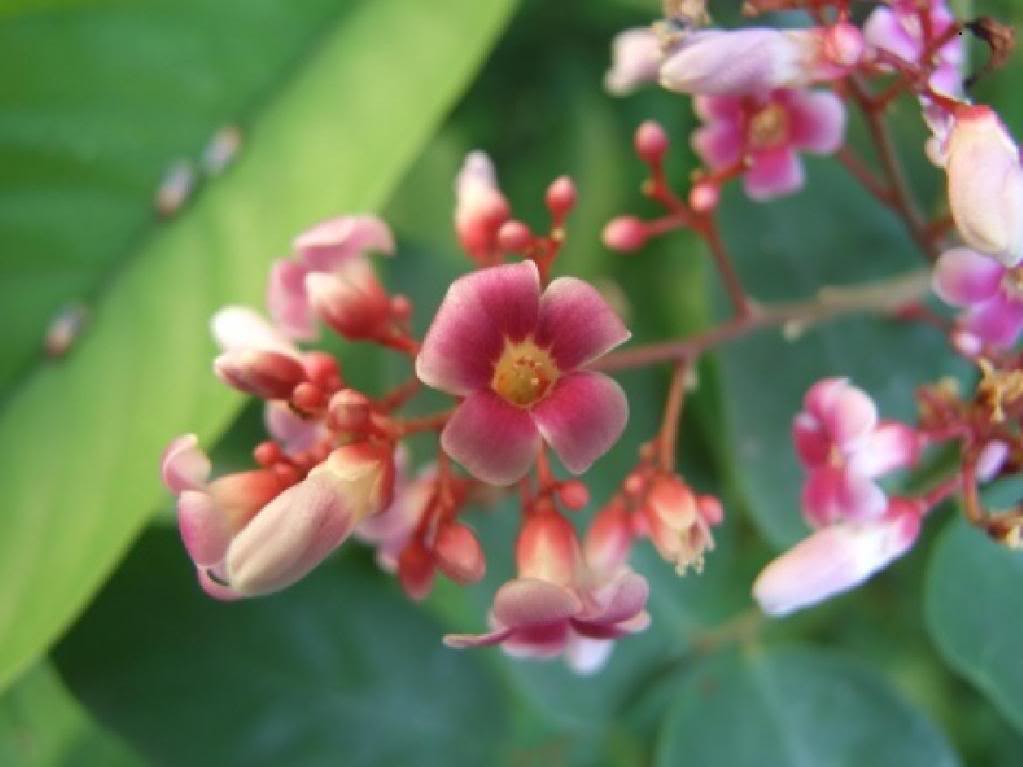 Carambola flowers