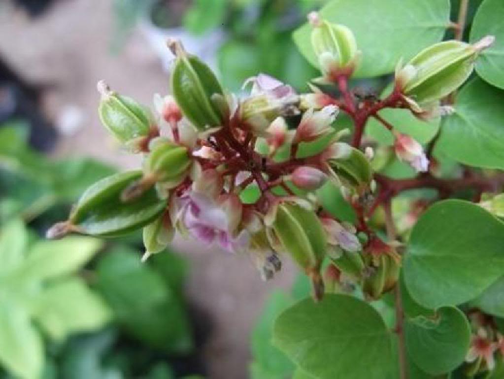 Carambola flowers and young fruits.