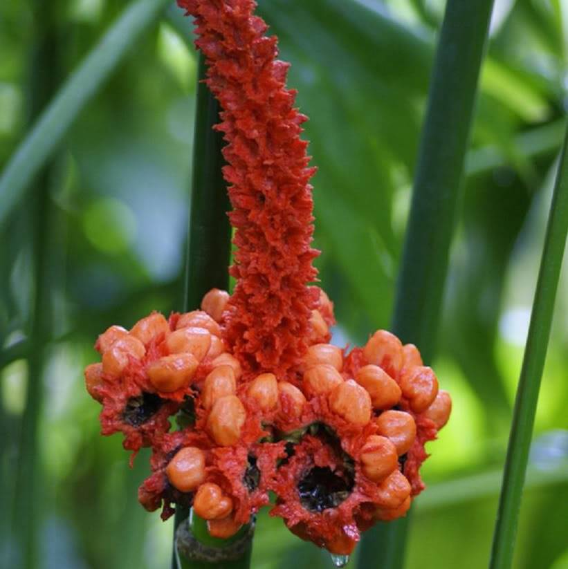 Panama Hat Plant