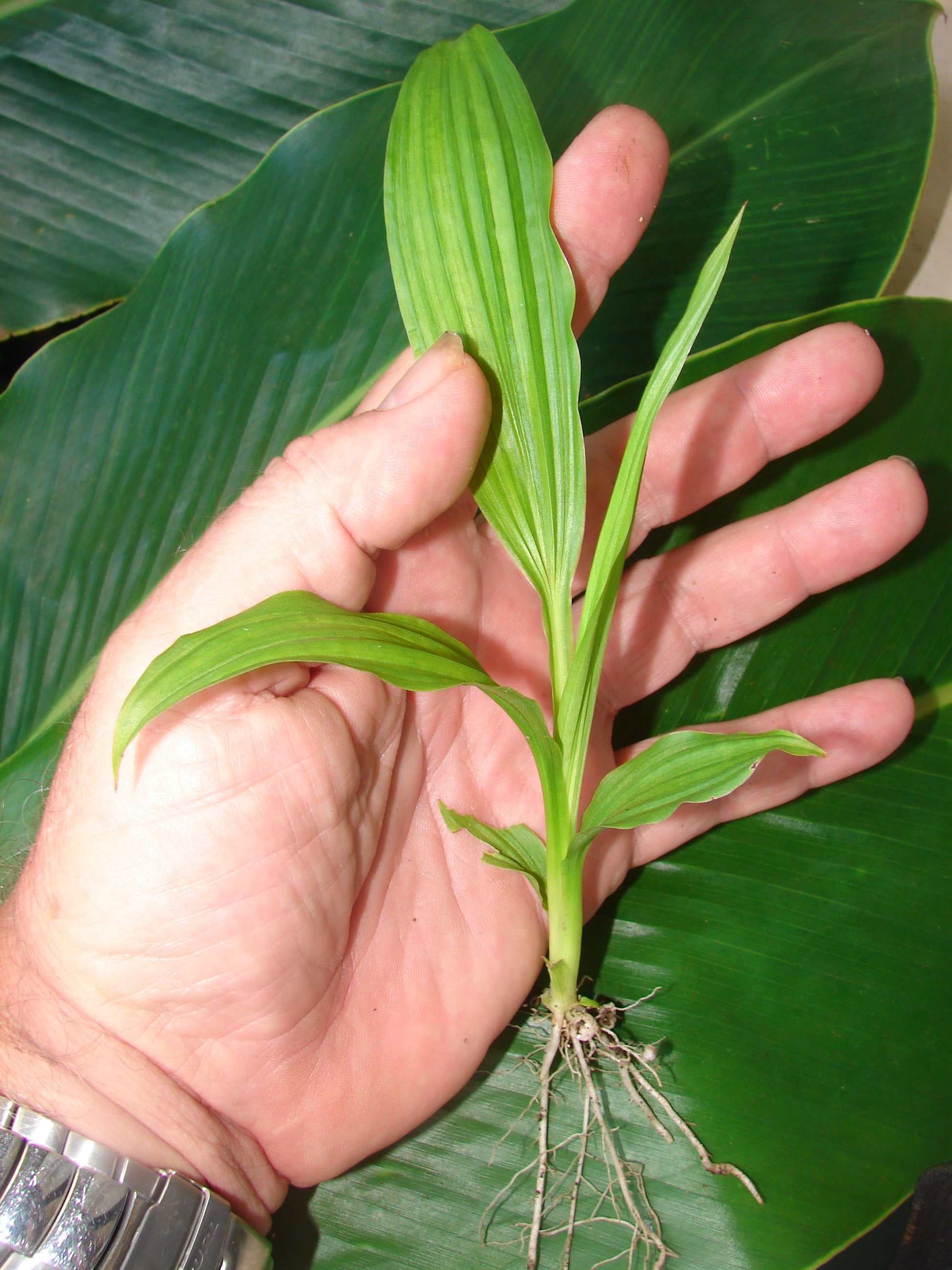 Panama Hat Plant seedlings for sale