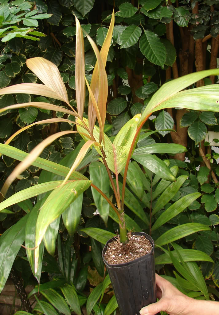 Similar Chambeyronia macrocarpa palm for sale