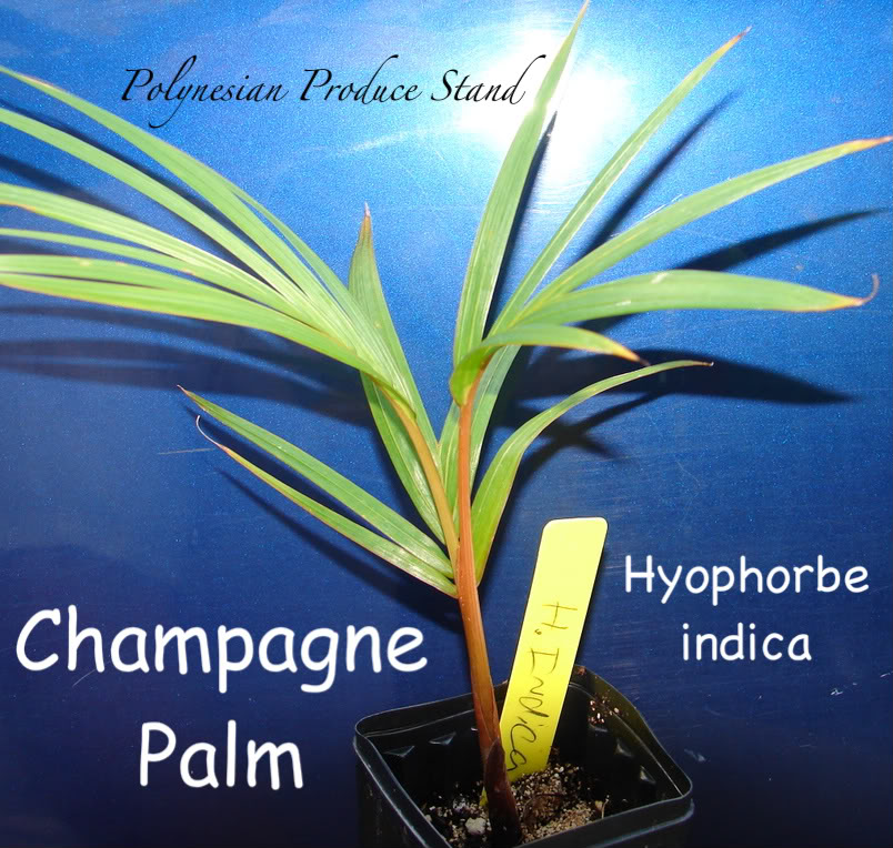 Champagne Palm Seedling up for bid