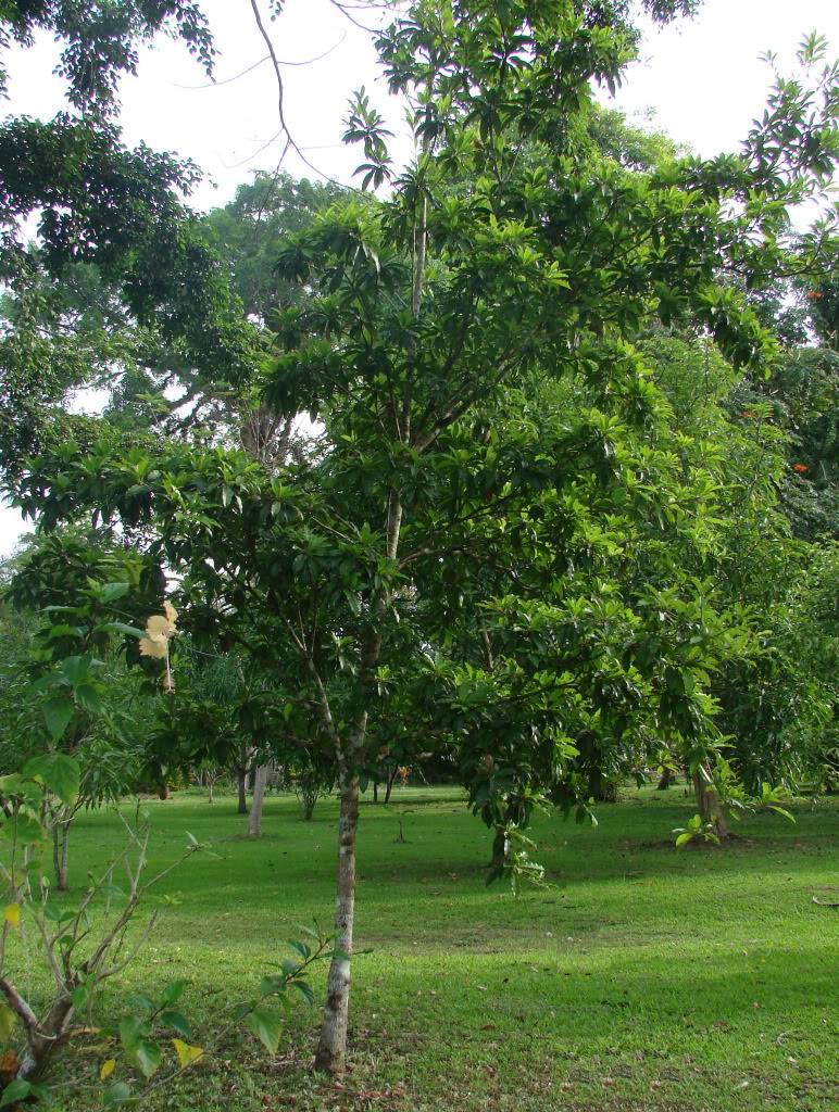 Emerald Star Apple Tree is a beautiful tree that can grow to 80 ft.
Chrysophyllum cainito