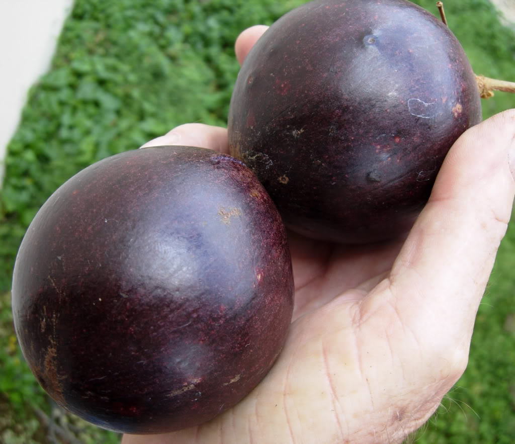 Purple Star Apple produces a deep purple round, baseball sized fruit.
  A single tree can produce hundreds of fruit. 
Chrysophyllum cainito
