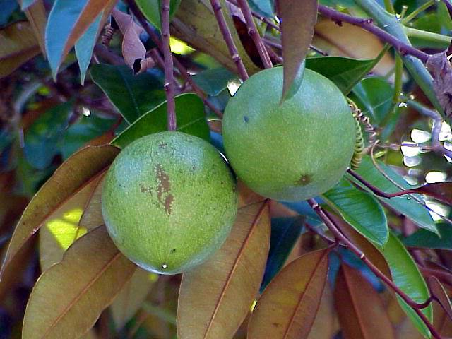 ~ EMERALD STAR APPLE ~ Chrysophyllum Cainito CAIMITO arbre fruitier petit pot plante