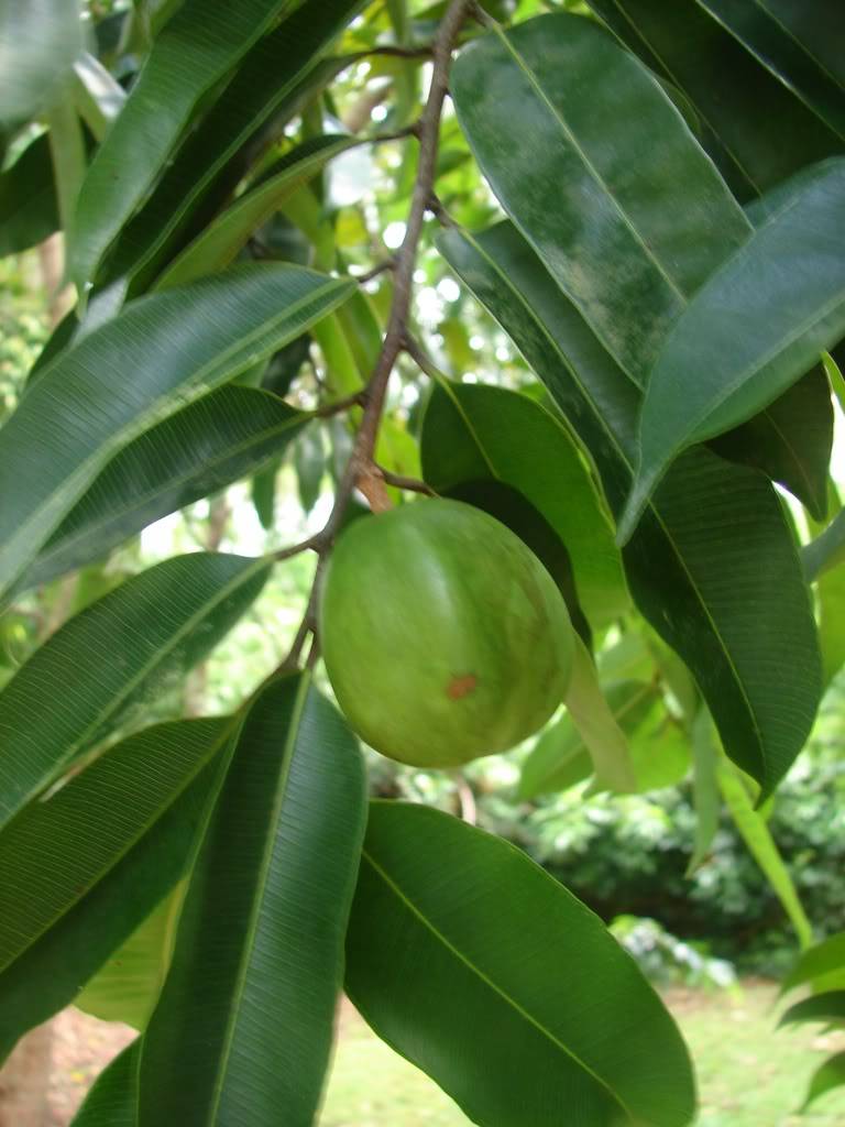 Indian Star Apple
 Chrysophyllum roxburghii