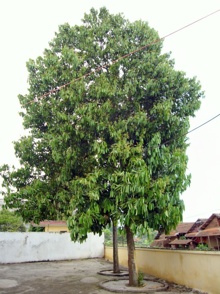 Cassia Cinnamon tree, Cinnamomum aromaticum.
