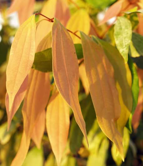 Cinnamon Mature foliage is shiny, light green leaves which can be four to seven inches long. New leaves emerge pale to pinkish.
