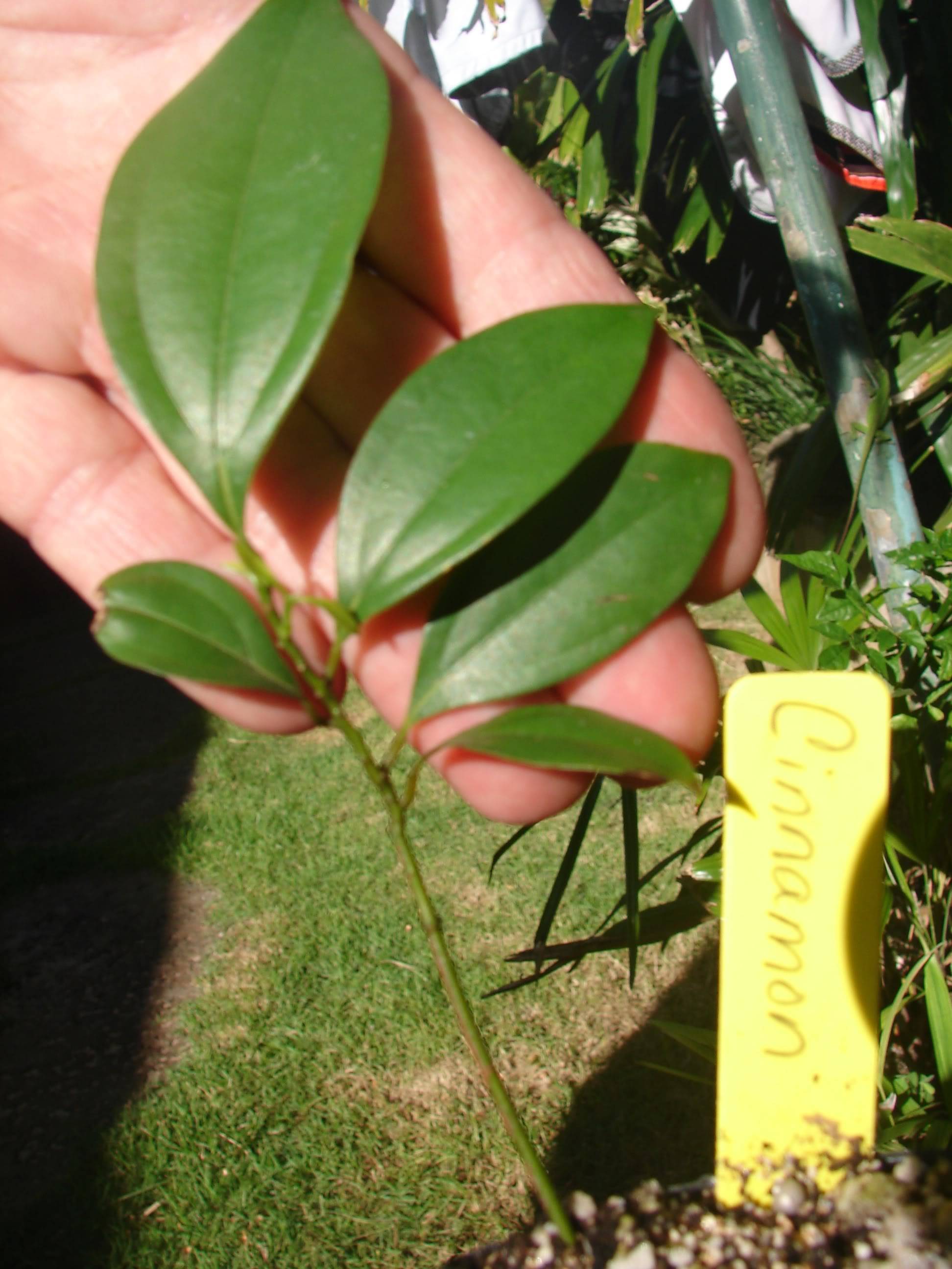 similar Cinnamon tree seedling offered for bid, Cinnamomum aromaticum.