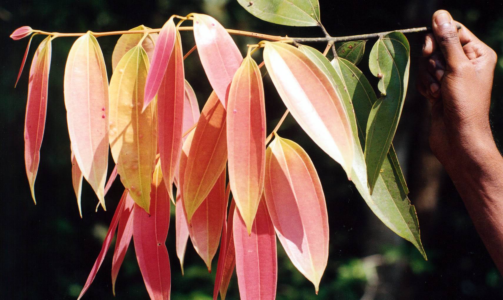 Cinnamon new leaves emerge pale to pinkish.