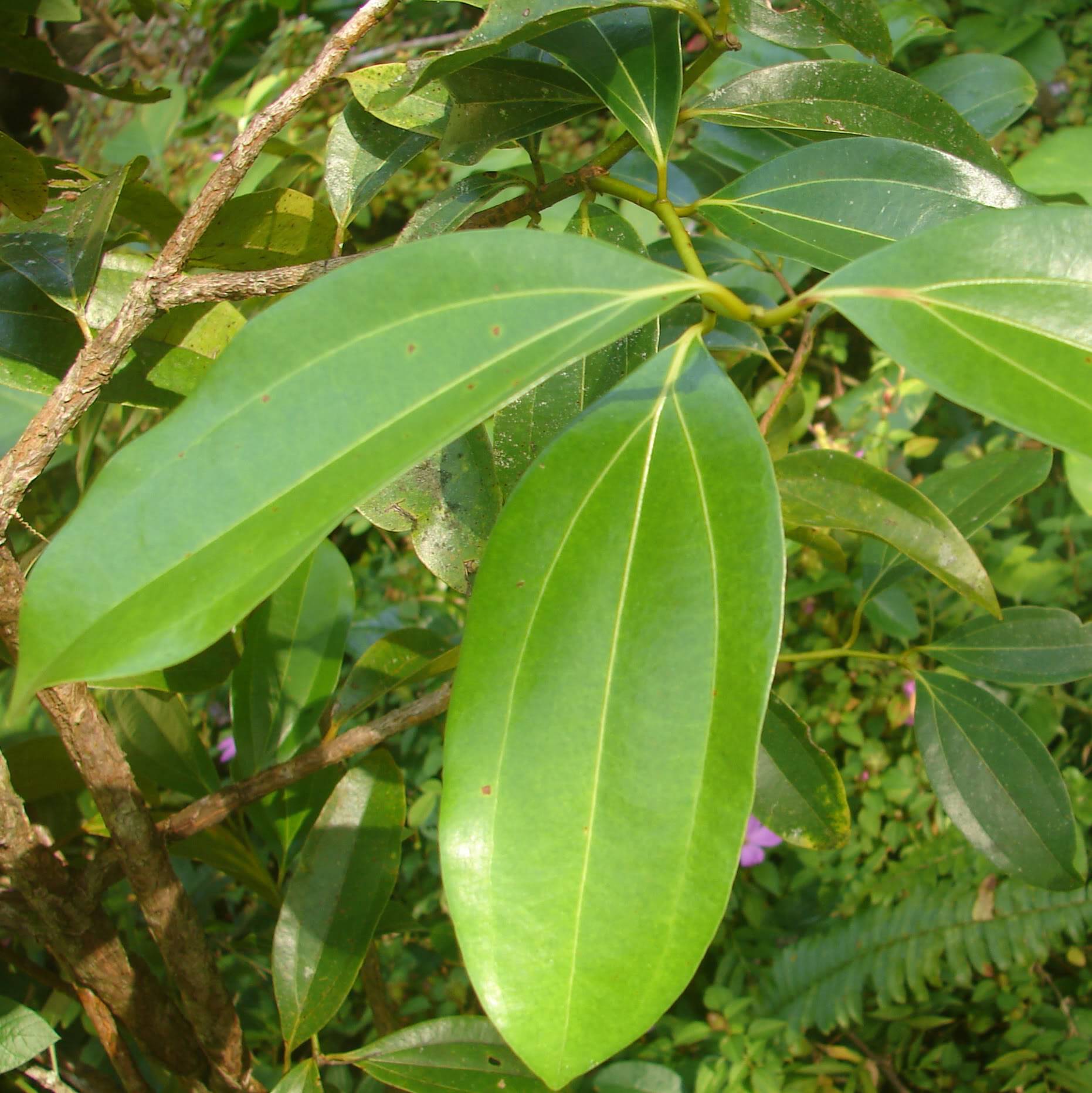 Cinnamon has shiny, light green ovate to ovate-lanceolate leaves.