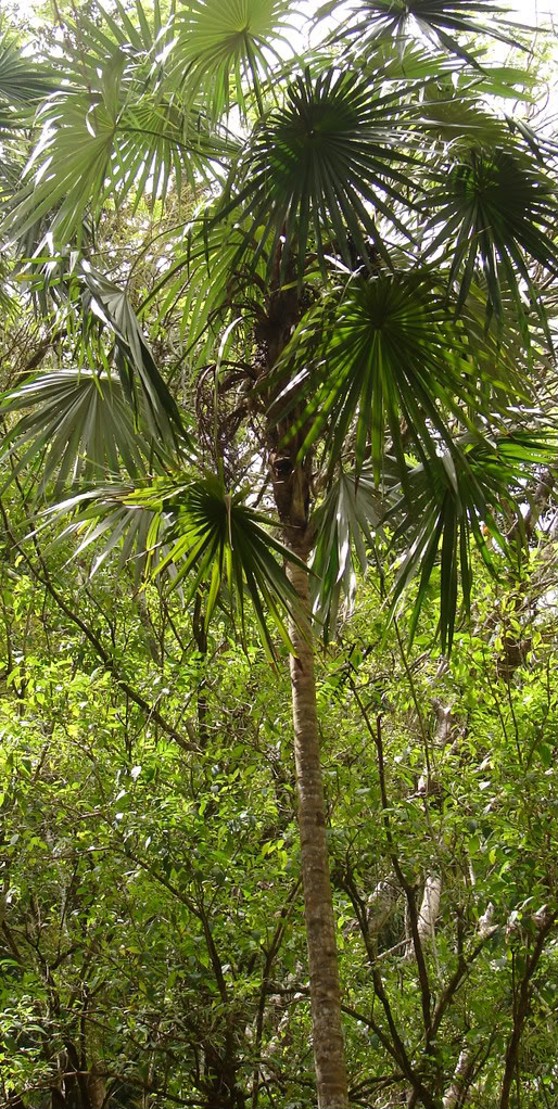 Silver Thatch Palm
 Coccothrinax argentea 
image by 7_Heads