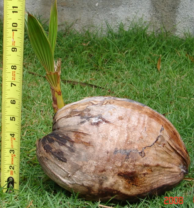 CoconutPalm003.jpg Coconut Palm picture by 7_Heads