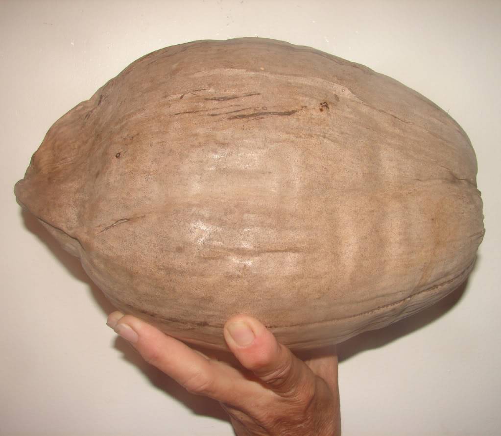 Cocos nucifera Coconut Palm seed.
Coconut fruits are oval and covered with a
    smooth skin which can be bright green, brilliant orange or ivory colored.