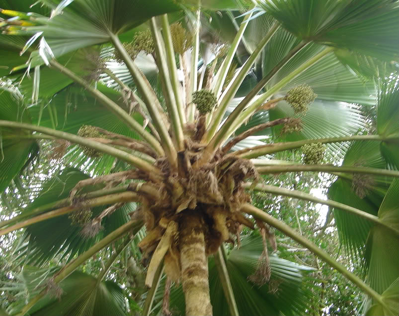 Pritchardia pacifica