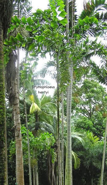 Drymophloeus hentyi
 A solitary stemmed palm with graceful crown of arching leaves with broad triangular
    leaflets.