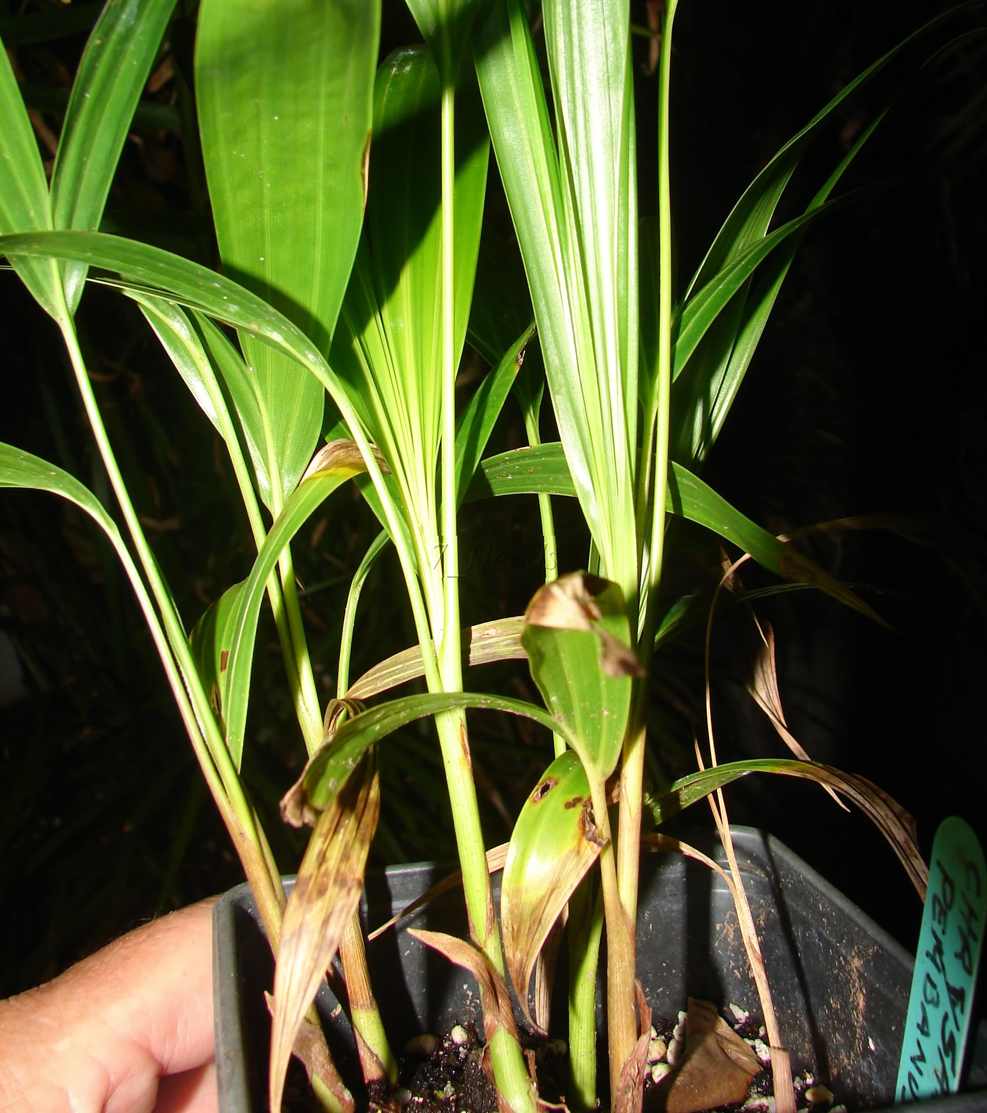 Mpapindi Palm seedlings 
Dypsis Pembanus