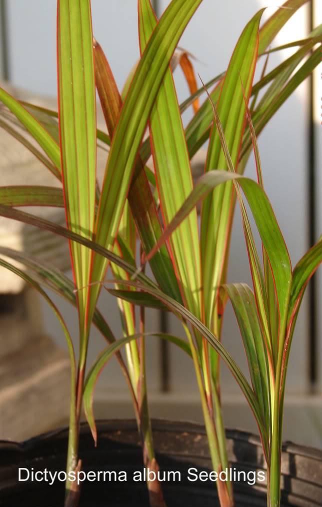 Princess Palm Seedlings for sale.
Young palms have beautiful colors, red/green striped leaves.
