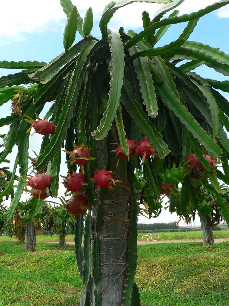 Dragon Fruit Tree
 The Dragon Fruit is an epiphytic vining, terrestrial cactus with fleshy stems
