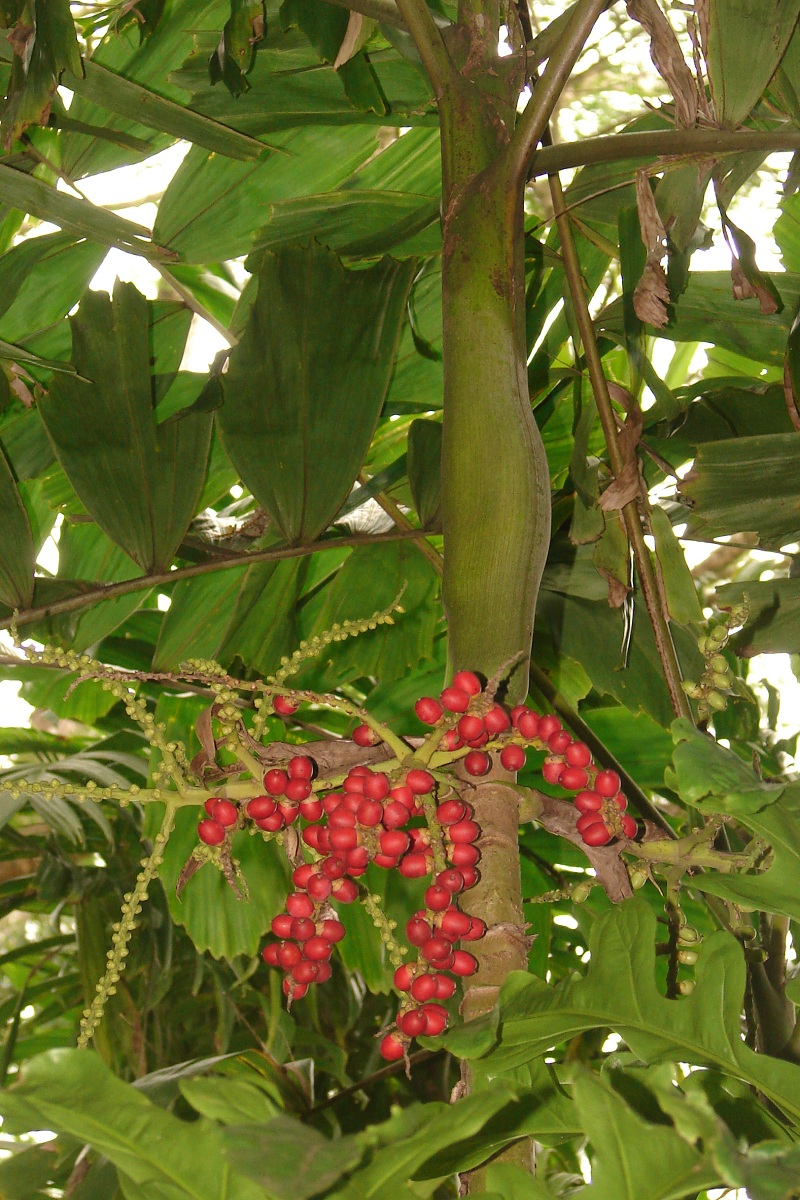 Drymophloeus oliviformis
 A solitary stemmed palm with graceful crown of arching leaves with broad triangular
    leaflets.