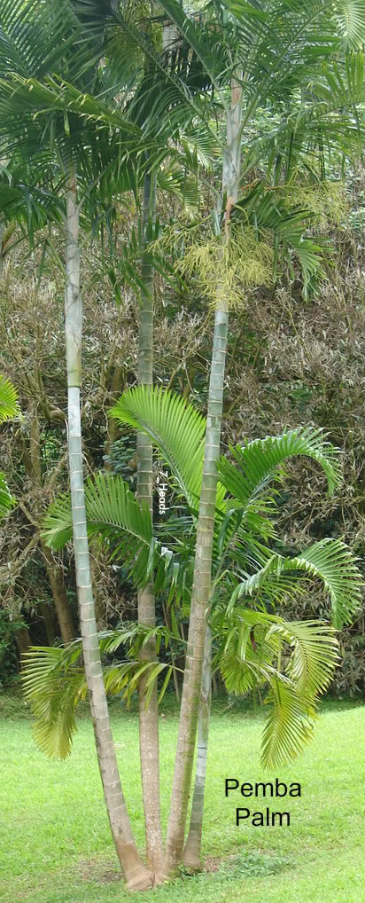 Mpapindi Palm