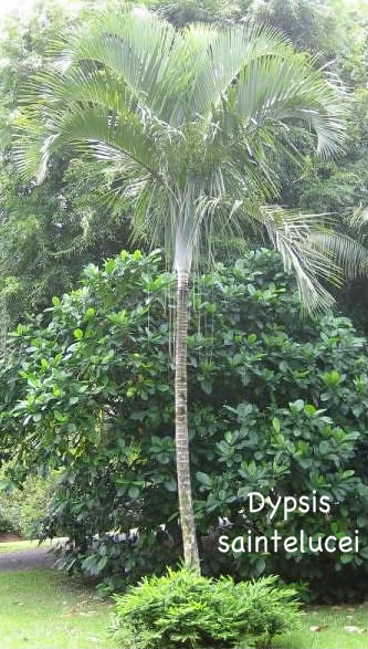 Dypsis saintlucei         