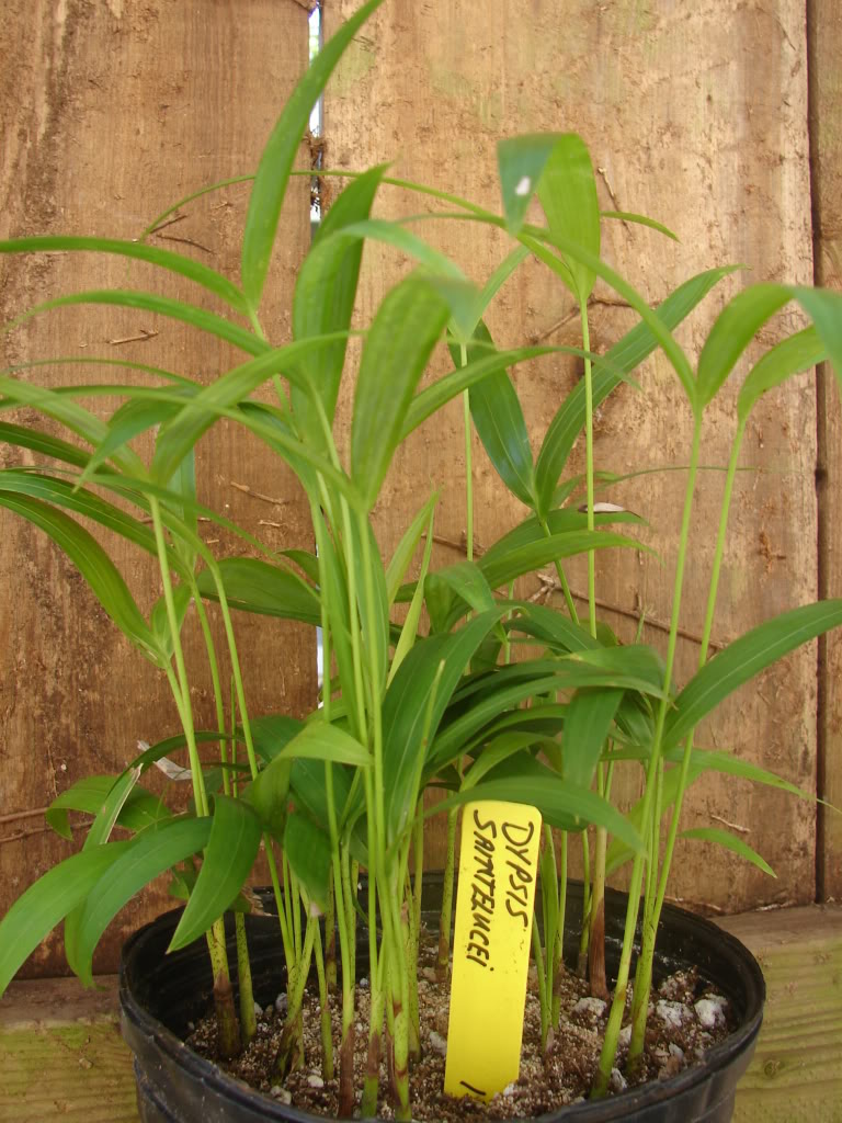 Dypsis saintlucei seedlings for sale.        
Image of multiple items