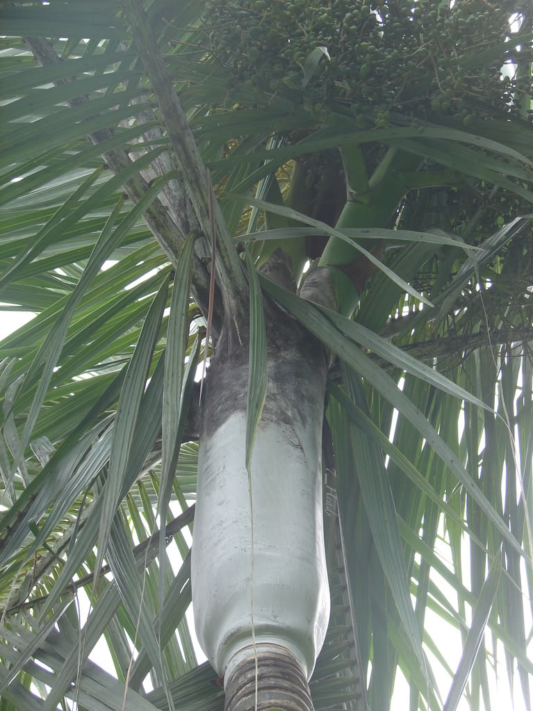 Dypsis saintlucei         
Sainte-Luce Palm, Telopoloamvilany