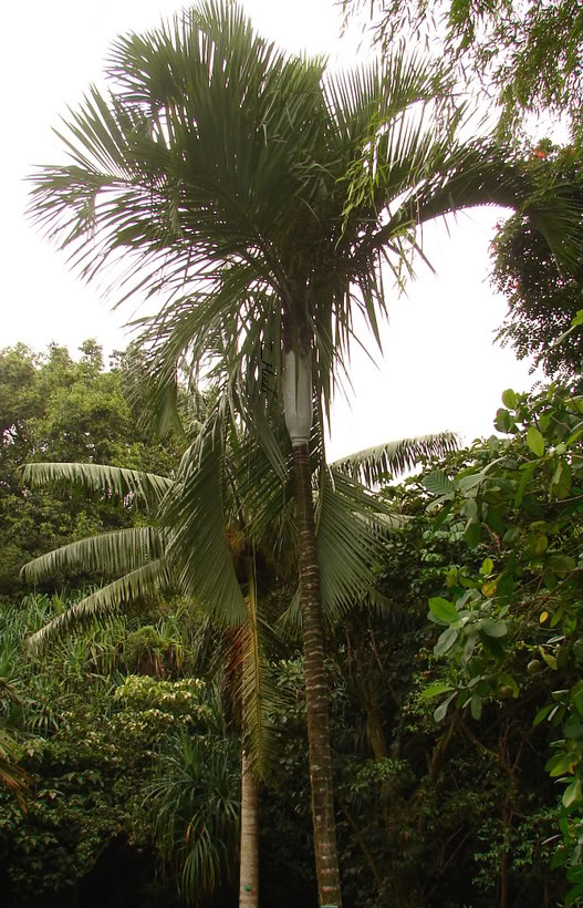 Dypsis saintlucei         