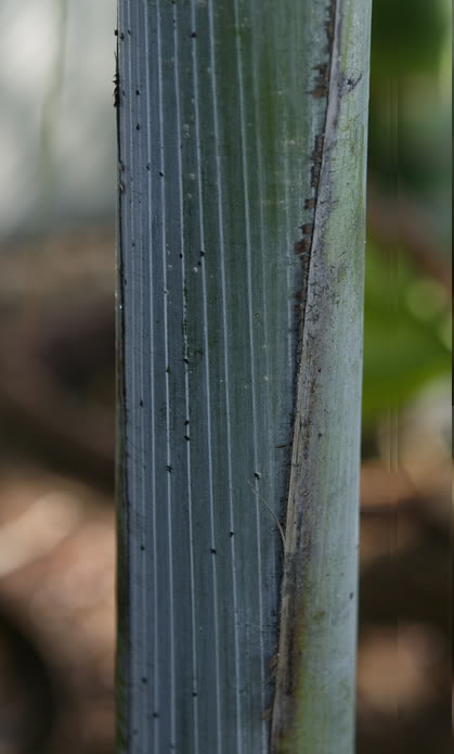 Dypsis saintlucei         
Note the Awesome Blue Crownshaft detail