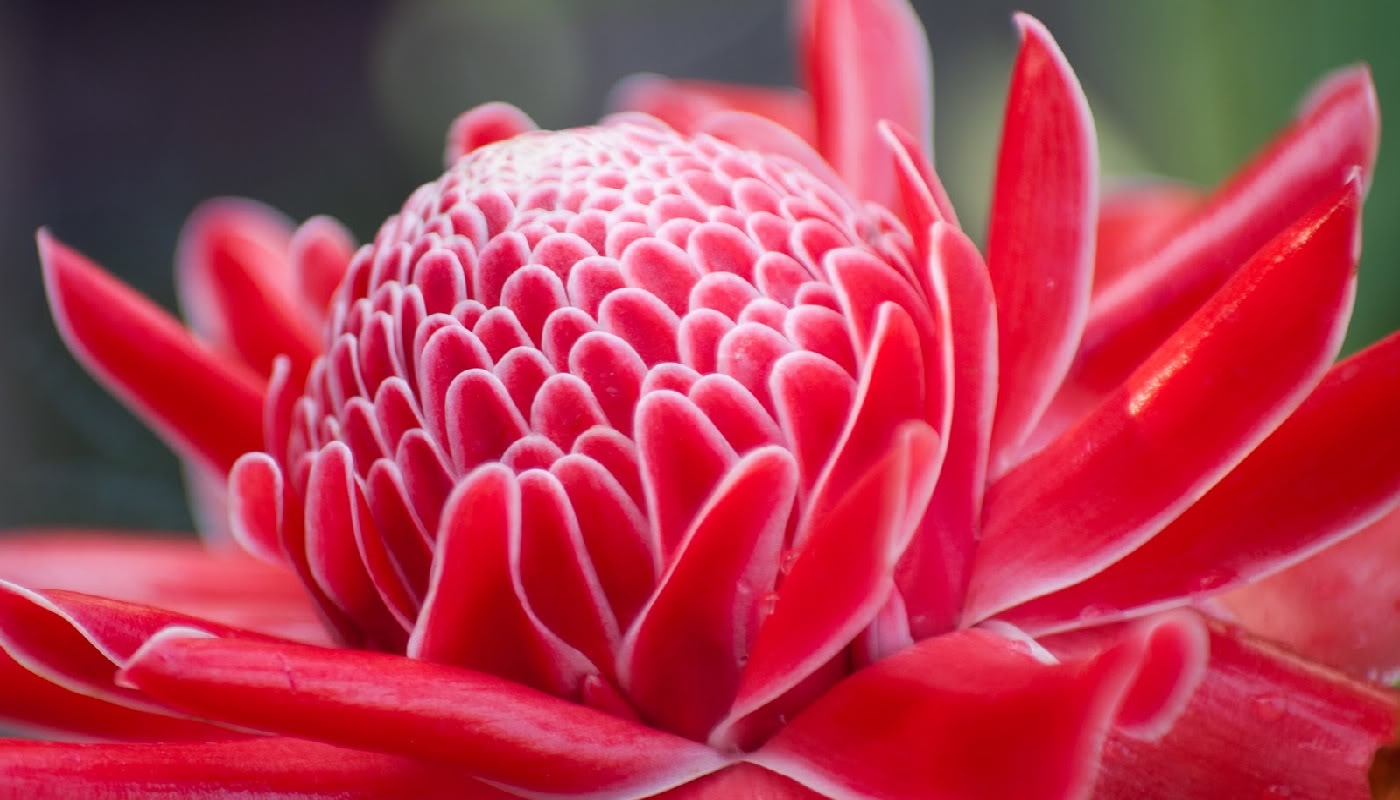 Dala Torch Ginger