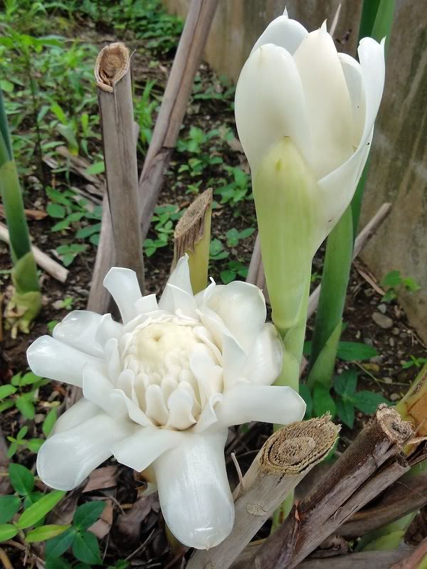 White Torch Ginger