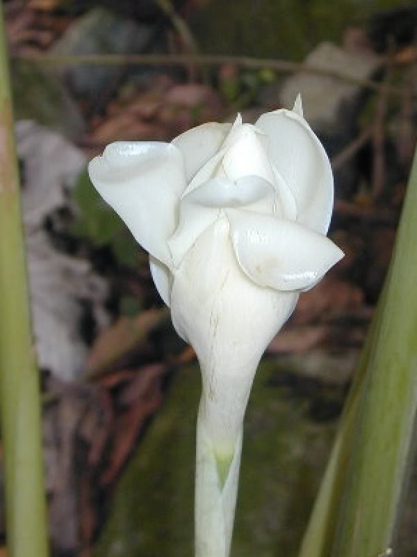 White Torch Ginger