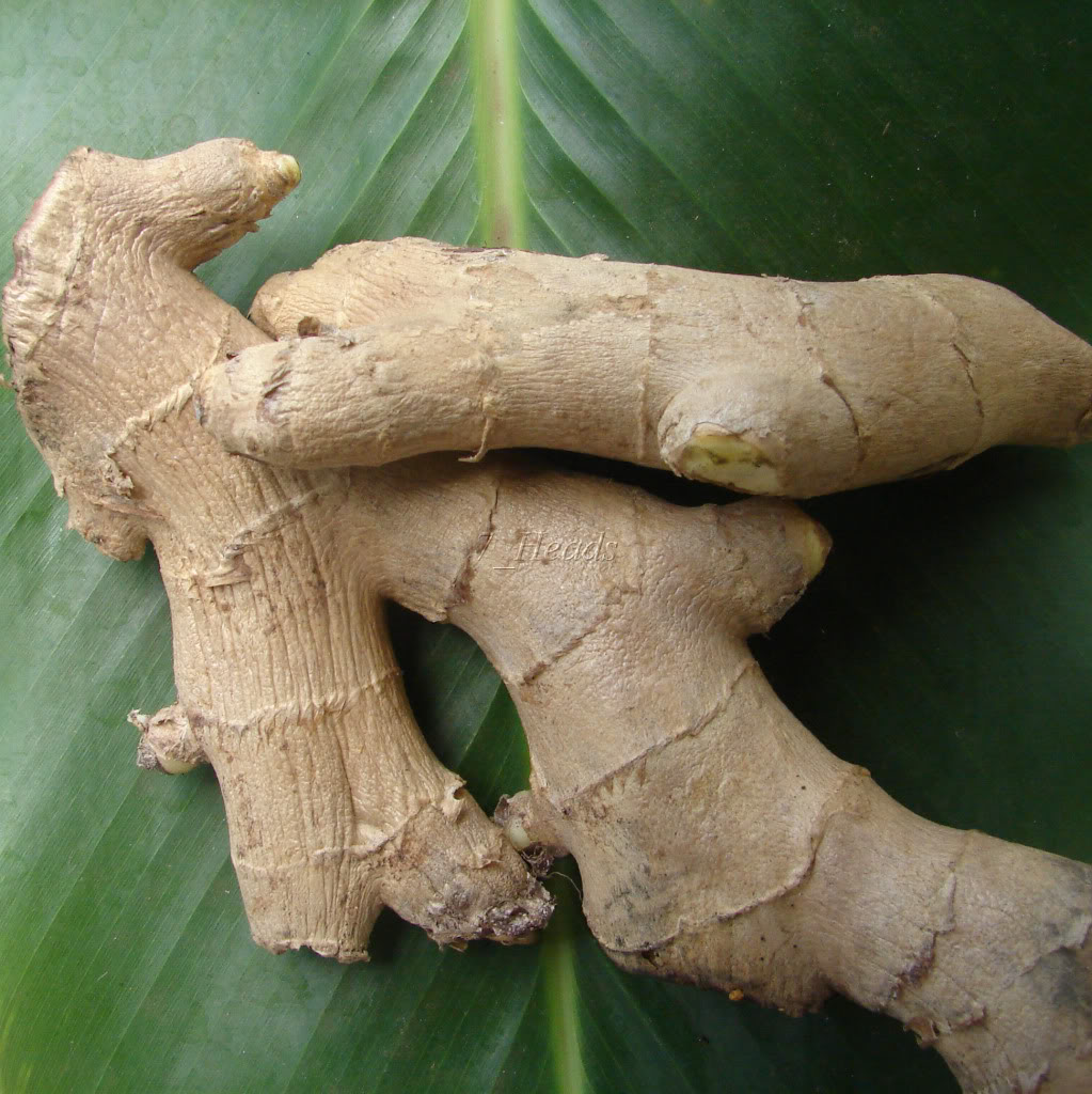 Similar Edible Ginger spicy rhizomes offered for sale.
Zingiber officinale