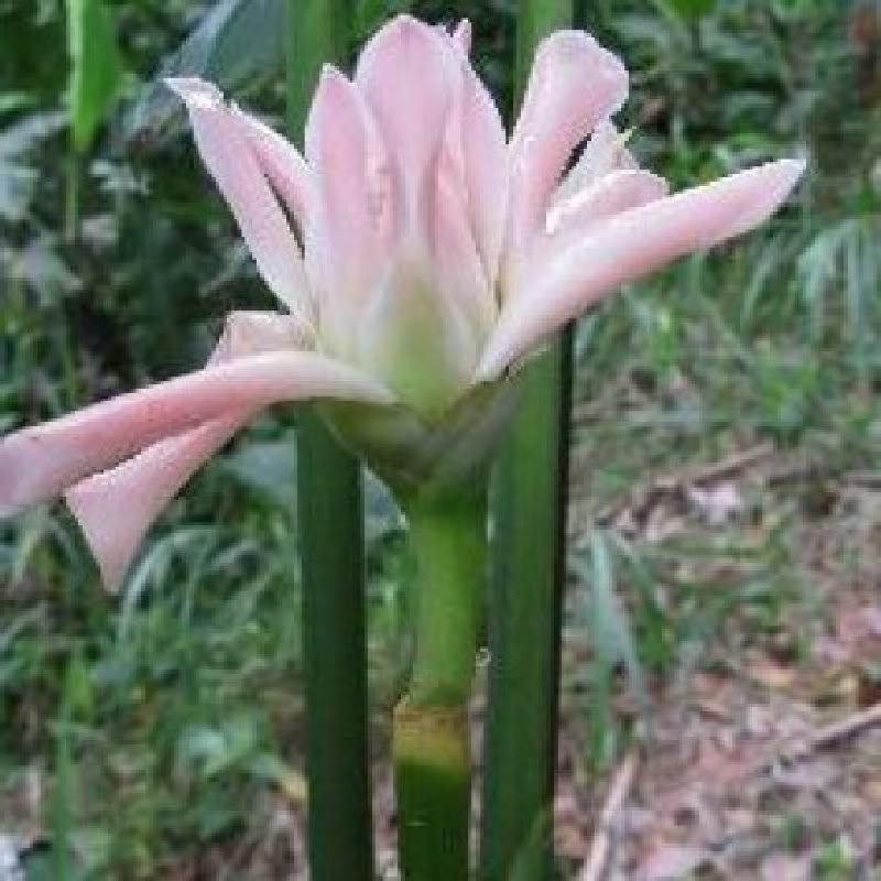 Yamamoto Torch Ginger