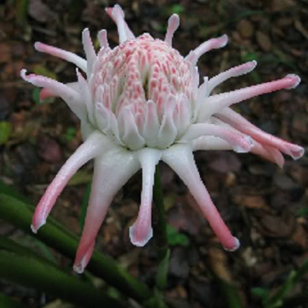 Yamamoto Torch Ginger