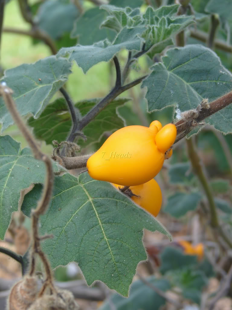 The Bizarre FoxFace fruit is an erect tropical bushy shrub producing, bright yellow-orange fruits.
 picture by 7_Heads